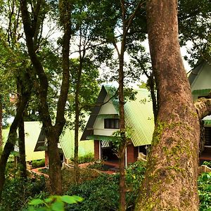 Misty Woods Resort